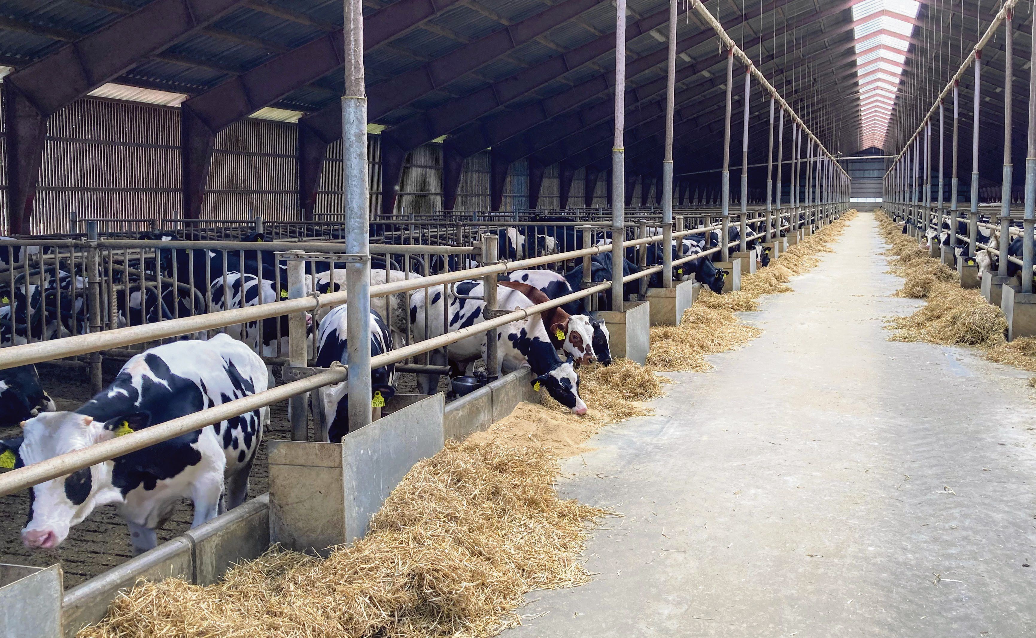 IMG_6419 (1) Kalvestald.jpg